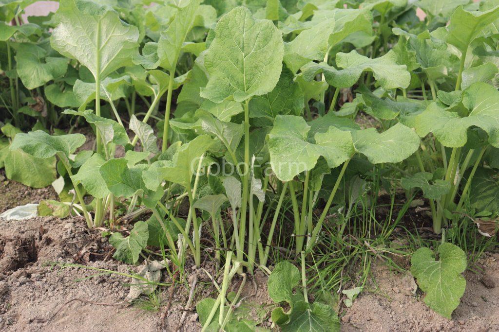 Tác dụng Rễ ngưu bàng là gì? Chi Tiết Từ Khoa Học & Truyền Thống 1 Hình ảnh cây ngưu bàng tại Việt Nam