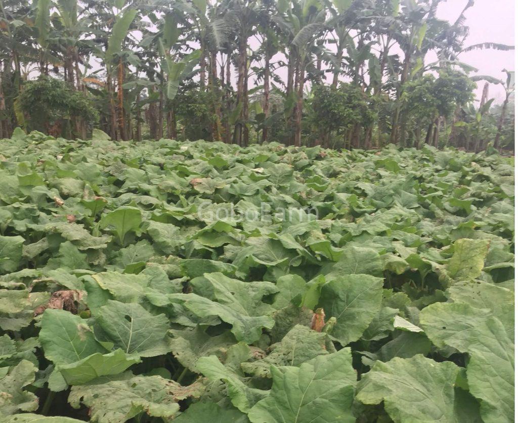 Củ Ngưu Bàng Chữa Chứng Mất Ngủ: Thảo Dược Tự Nhiên, An Toàn 2 cu-nguu-bang-chua-chung-mat-ngu-4