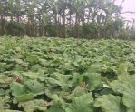Củ Ngưu Bàng Chữa Chứng Mất Ngủ: Thảo Dược Tự Nhiên, An Toàn 9 cu-nguu-bang-chua-chung-mat-ngu-4
