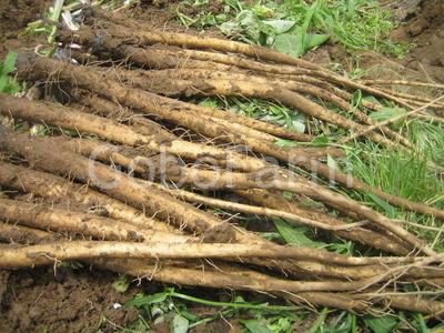 Tác dụng Rễ ngưu bàng là gì? Chi Tiết Từ Khoa Học & Truyền Thống 3 Tác dụng của rễ-củ cây ngưu bàng như thế nào