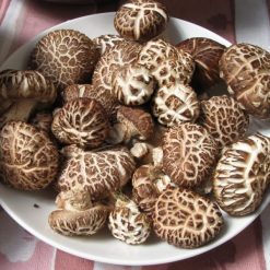 shiitake nấm nhật đông cô