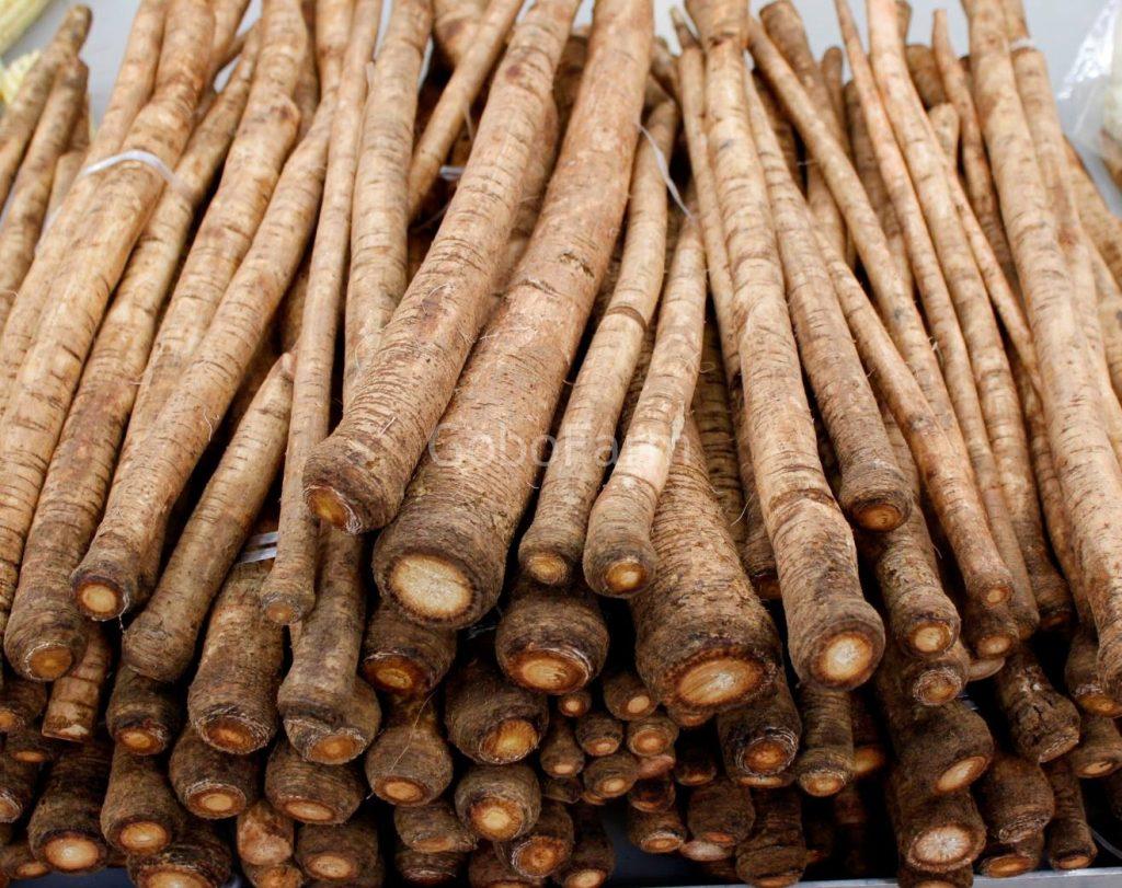 Tác dụng Rễ ngưu bàng là gì? Chi Tiết Từ Khoa Học & Truyền Thống 2 tác dụng rễ ngưu bàng