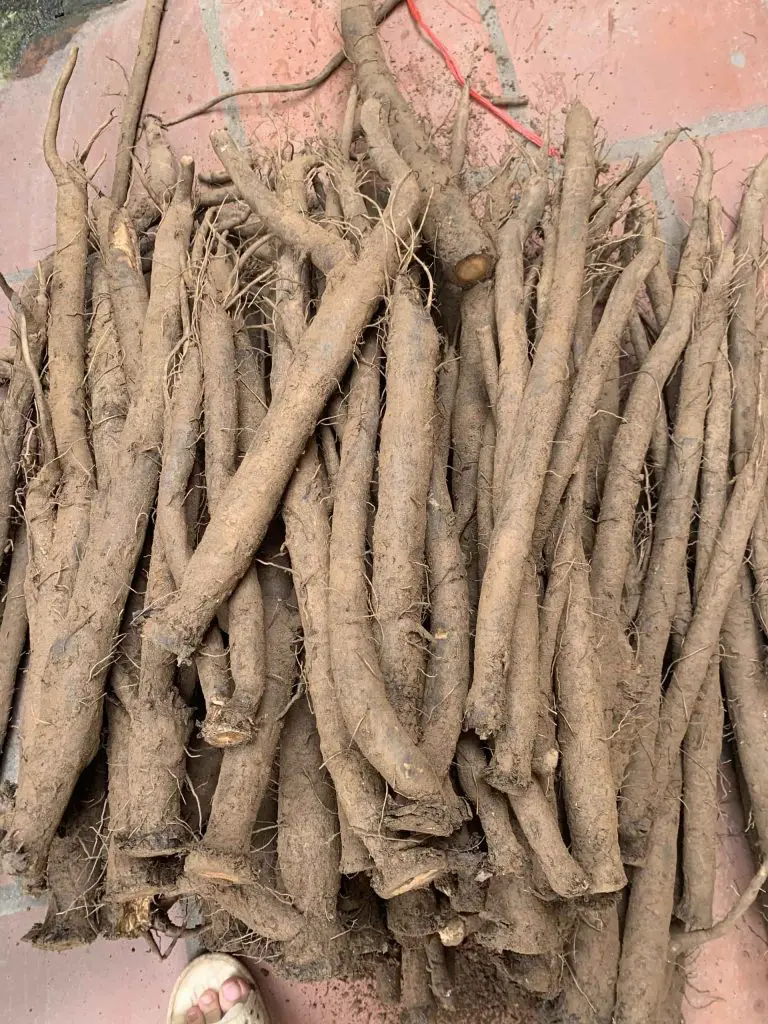 ngưu-bàng-tươi