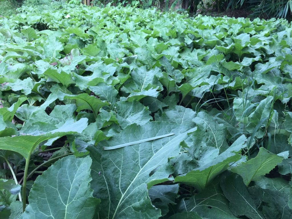 GoboFarm-Sản phẩm từ củ ngưu bàng Việt Nam, các loại cây dược liệu