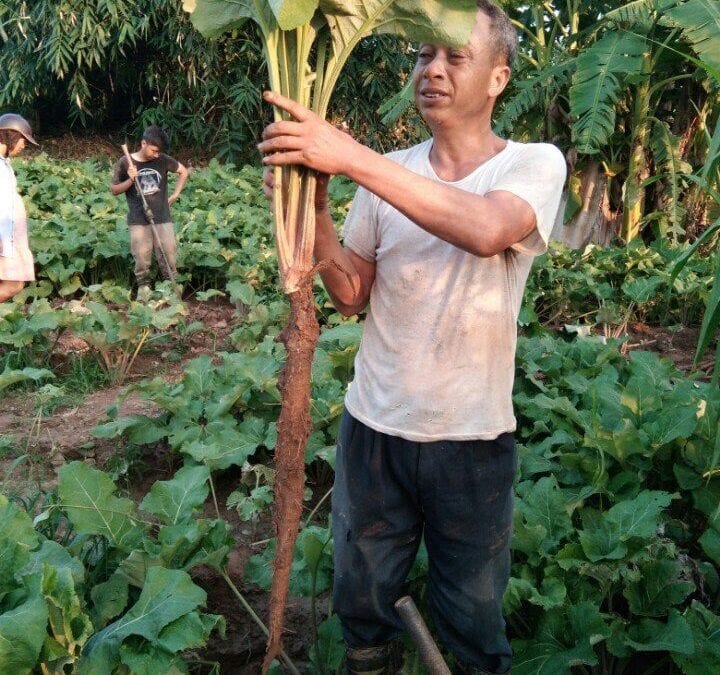 Bán ngưu bàng, nấm đông cô tại Bắc Ninh