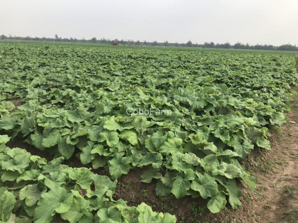 GoboFarm-Sản phẩm từ củ ngưu bàng Việt Nam, các loại cây dược liệu