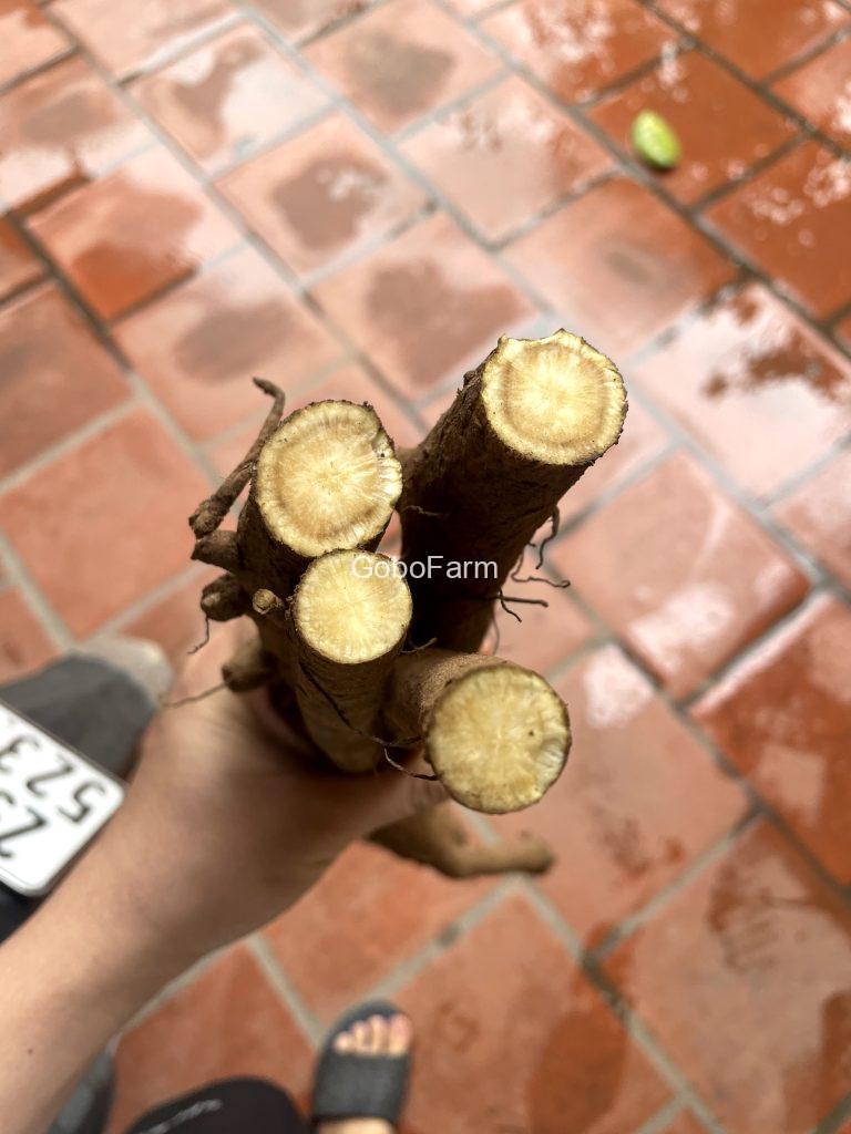 Thưởng thức sự khác biệt từ củ ngưu bàng hữu cơ: Hành Trình Về Với Hương Vị Nguyên Bản 1 củ ngưu bàng mua ở đâu