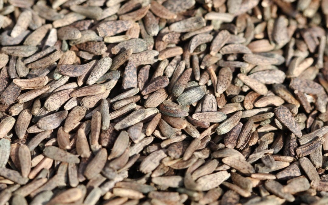 NGƯU BÀNG TỬ
