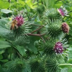 v burdock