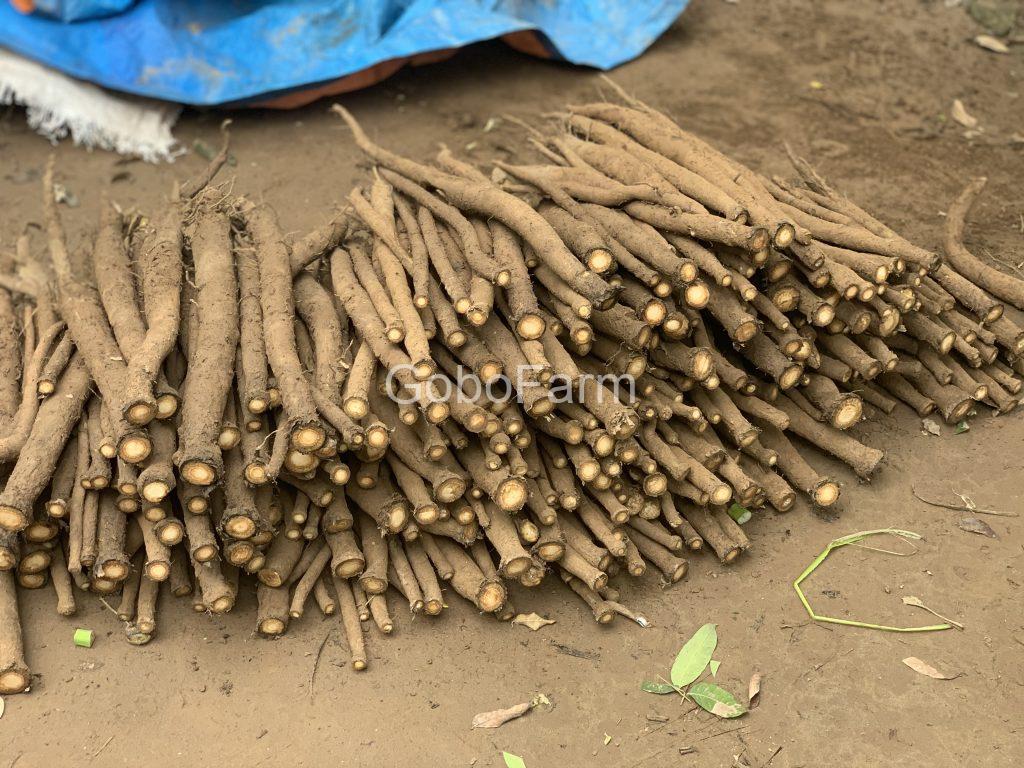 CUNG CẤP SỈ CỦ NGƯU BÀNG CHO NHÀ HÀNG, CƠ SỞ KINH DOANH - GOBO FARM NHÀ SẢN XUẤT UY TÍN 1 nguu-bang-cho-nha-hang