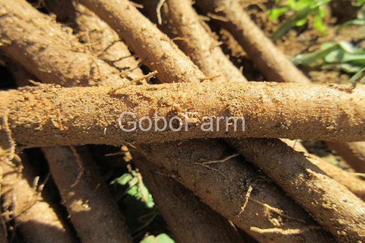 CUNG CẤP SỈ CỦ NGƯU BÀNG CHO NHÀ HÀNG, CƠ SỞ KINH DOANH - GOBO FARM NHÀ SẢN XUẤT UY TÍN 2 cu nguu bang gobo farm 11