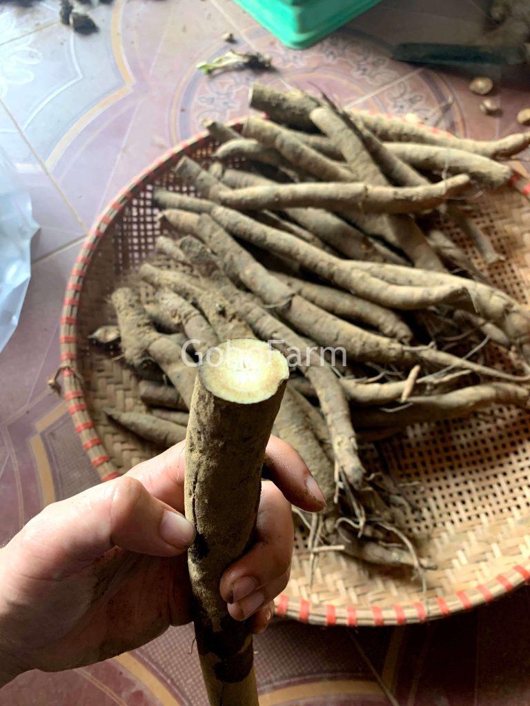 Củ Ngưu Bàng Giá Bao Nhiêu? Cập Nhật Mới Nhất (Tháng 4/2025) và Hướng Dẫn Mua Hàng Chất Lượng 3 Củ ngưu bàng giá bao nhiêu