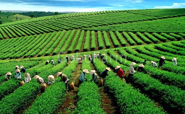 Cây Ngưu Bàng Trồng Ở Đâu Tốt Nhất? Khám Phá Vùng Đất Vàng Cho Củ Ngưu Bàng Chất Lượng 3 cao nguyen da lat