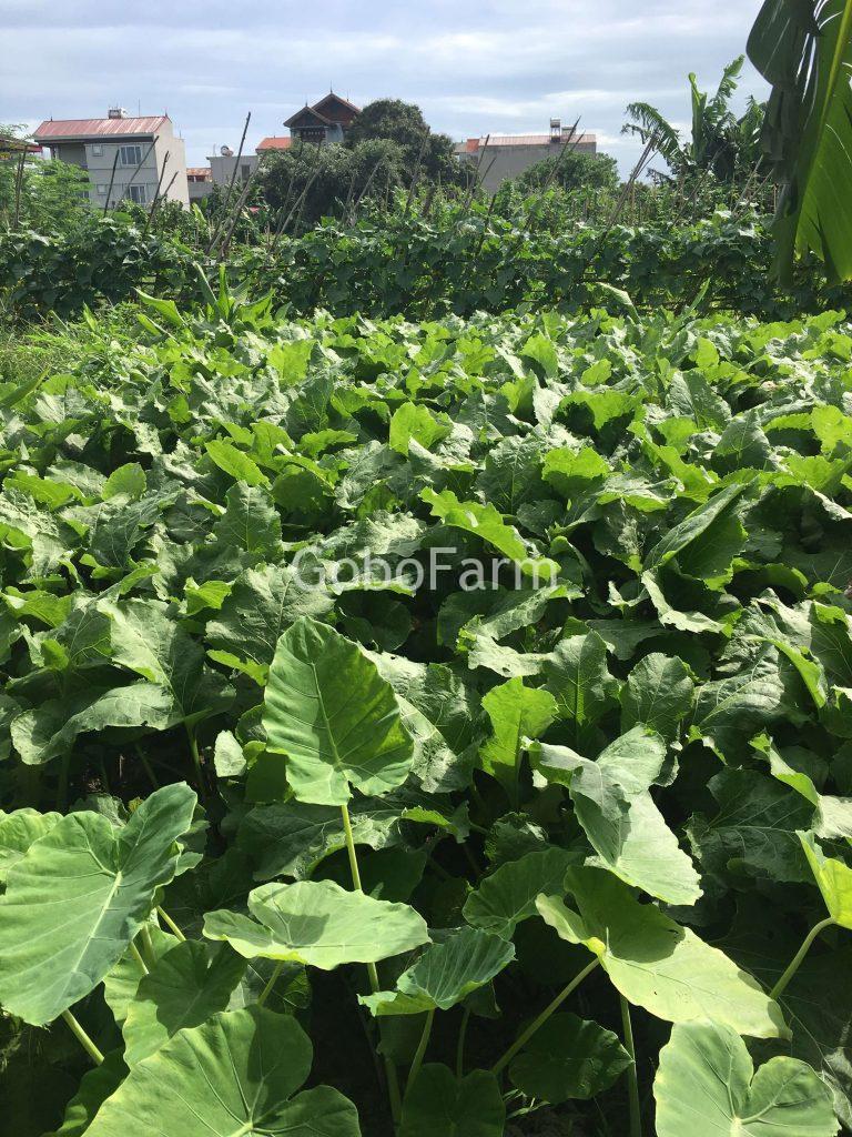 Cây Ngưu Bàng Trồng Ở Đâu Tốt Nhất? Khám Phá Vùng Đất Vàng Cho Củ Ngưu Bàng Chất Lượng 1 Tìm hiểu xem cây ngưu bàng trồng ở đâu tốt nhất