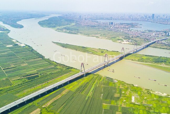 Cây Ngưu Bàng Trồng Ở Đâu Tốt Nhất? Khám Phá Vùng Đất Vàng Cho Củ Ngưu Bàng Chất Lượng 4 đất phù sa ven sông Hồng cũng rất lý tưởng để trồng ngưu bàng