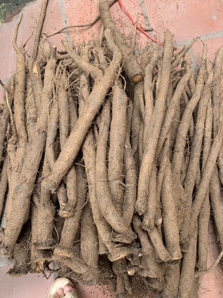 Lưu ý khi mua ngưu bàng ở Hà Nội 1 nguu-bang-ha-noi