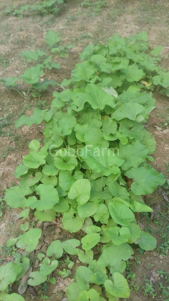 Cây Ngưu Bàng Trồng Ở Đâu Tốt Nhất? Khám Phá Vùng Đất Vàng Cho Củ Ngưu Bàng Chất Lượng 2 noi trong cay nguu bang tot nhat