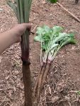 5 Cách chọn củ ngưu bàng tươi ngon nhất 17 cach-chon-cu-nguu-bang
