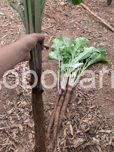 5 Cách chọn củ ngưu bàng tươi ngon nhất 11 cach-chon-cu-nguu-bang
