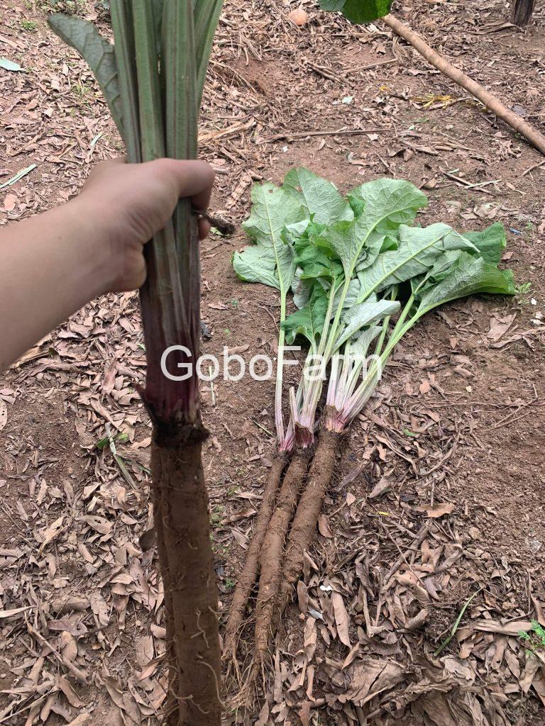 5 Cách chọn củ ngưu bàng tươi ngon nhất 2 cach-chon-cu-nguu-bang