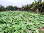 Hình ảnh trang trại trồng cây ngưu bàng hữu cơ