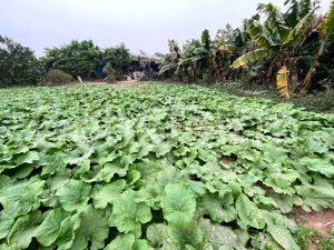 Hình ảnh trang trại trồng cây ngưu bàng hữu cơ