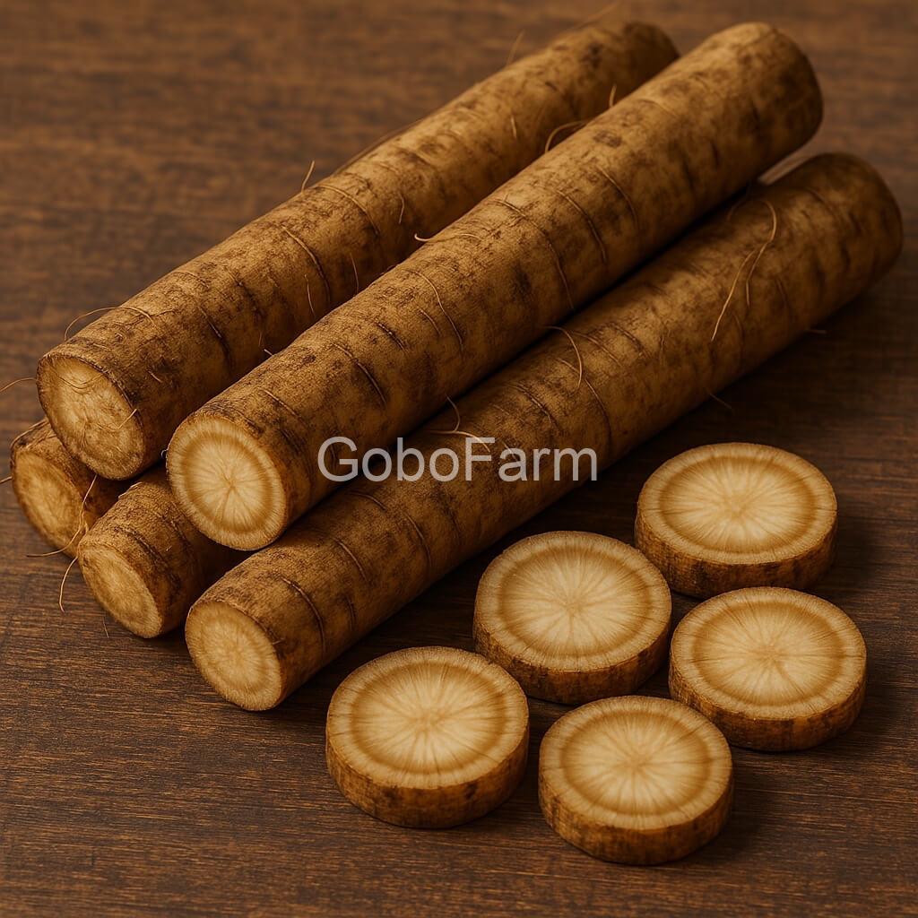 Cách bảo quản củ ngưu bàng toàn diện: Từ nông trại đến bàn ăn 1 cach-bao-quan-cu-nguu-bang