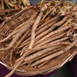 cây-ngưu-bàng-mọc-ở-đâu