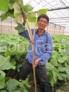 Thu hoạch củ ngưu bàng