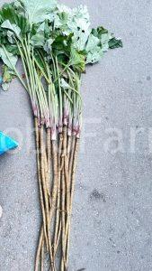 địa chỉ bán ngưu bàng khô uy tín