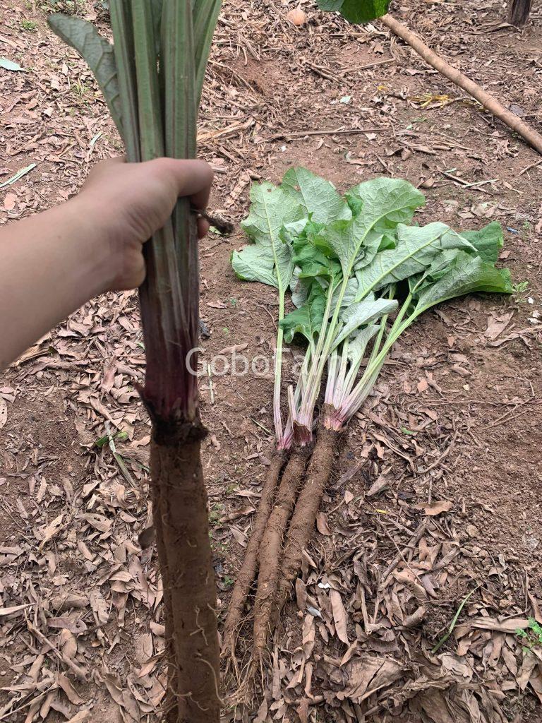 Địa chỉ bán ngưu bàng uy tín? Top 10 địa chỉ được lựa chọn 1 Hình ảnh cây ngưu bàng