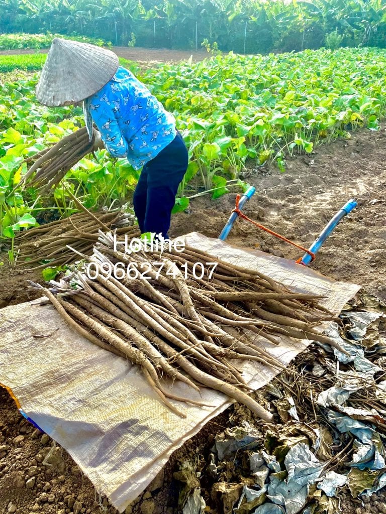 thu-hoach-cu-ngưu-bàng-viet-nam