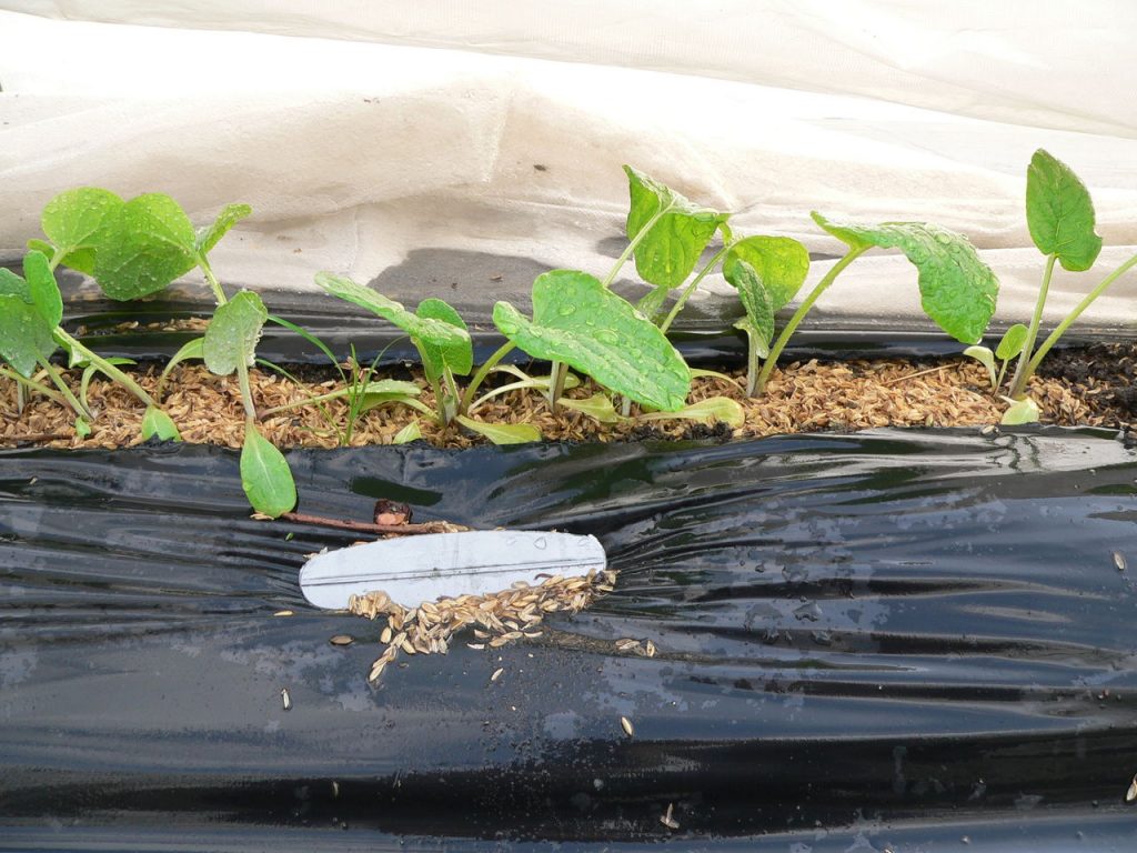 GoboFarm-Sản phẩm từ củ ngưu bàng Việt Nam, các loại cây dược liệu