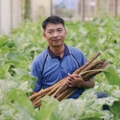 cu go bo nhat ban