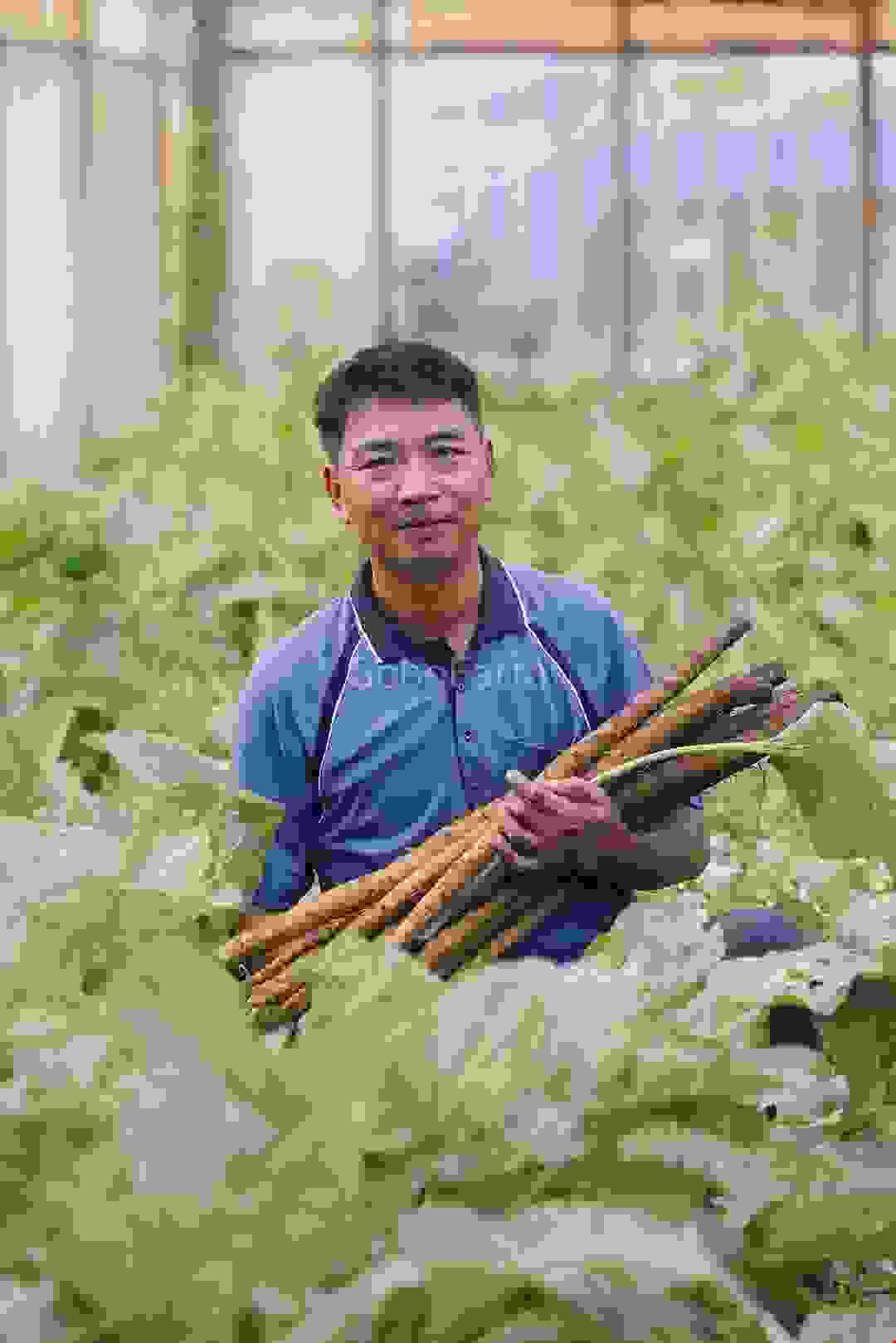 Củ Ngưu Bàng Tươi 2 Củ Ngưu Bàng Tươi - Ảnh 2