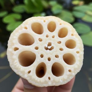 cu-sen-nguu-bang