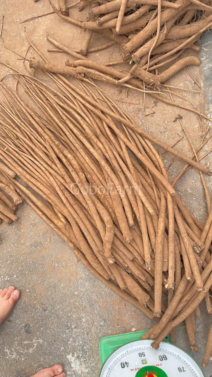 Cây Ngưu Bàng Tiếng Anh Là Gì? Khám Phá Tên Gọi Quốc Tế Của Burdock Root/Gobo (2025) 2 Fresh Burdock Nguu bang tuoi