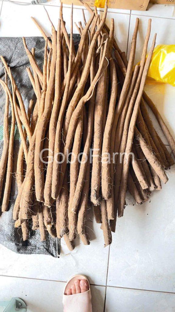 Bà bầu ăn ngưu bàng được không? Lợi Ích Và Nguy Cơ Cần Biết 1 ba-bau-an-nguu-bang-duoc-khong