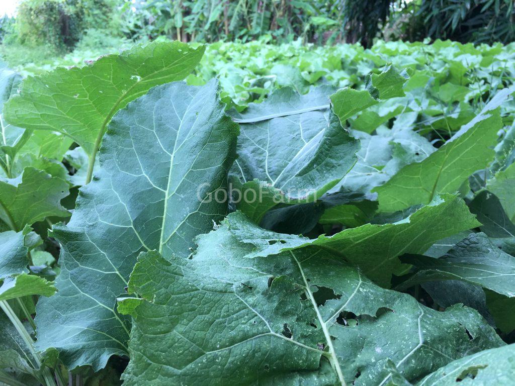 Quy trình và cách trồng cây ngưu bàng Việt Nam
