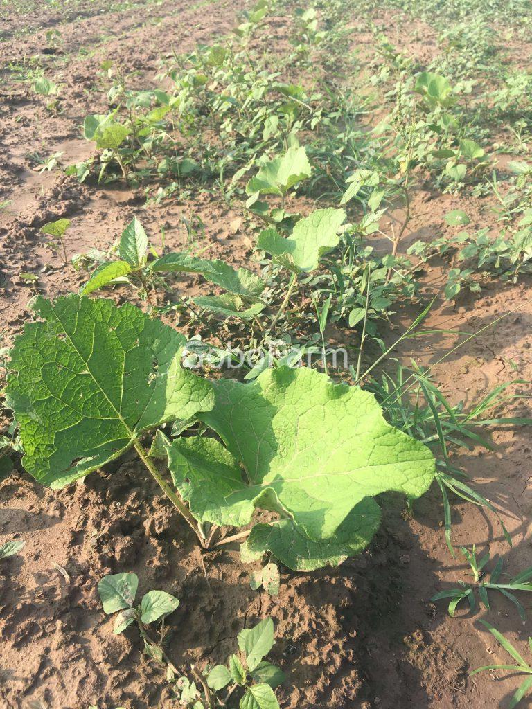 Cây Ngưu Bàng Tiếng Anh Là Gì? Khám Phá Tên Gọi Quốc Tế Của Burdock Root/Gobo (2025) 3 cay nguu bang tieng anh