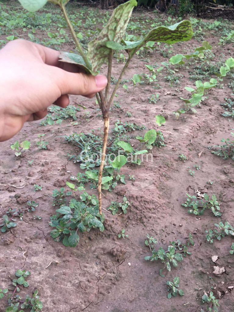 Cây Ngưu Bàng Tiếng Anh Là Gì? Khám Phá Tên Gọi Quốc Tế Của Burdock Root/Gobo (2025) 4 Cây ngưu bàng lúc nhỏ-GoboFarm