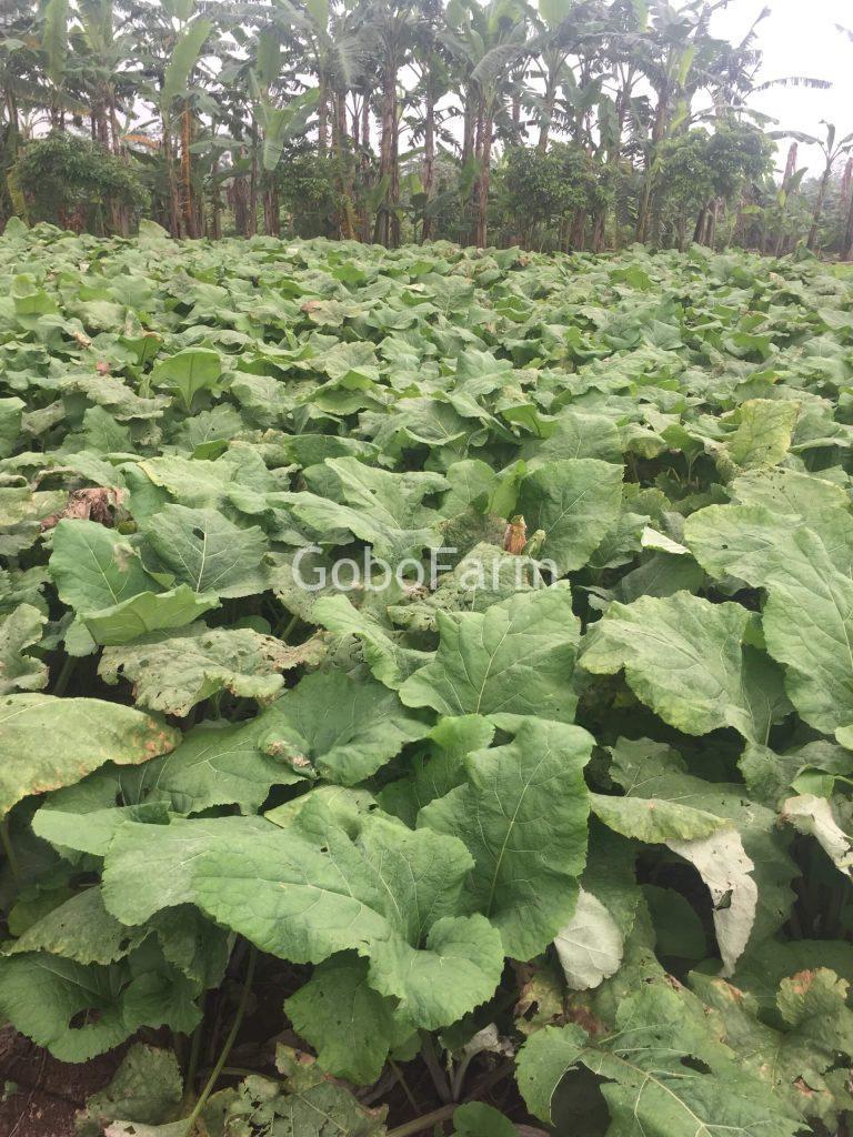 Cây Ngưu Bàng Tiếng Anh Là Gì? Khám Phá Tên Gọi Quốc Tế Của Burdock Root/Gobo (2025) 1 Hình ảnh cây ngưu bàng(BurDock Root-Tiếng Anh)