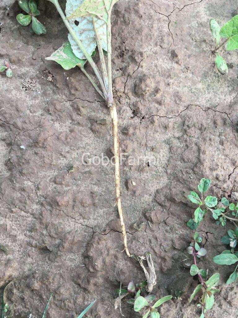 Cây Ngưu Bàng Tiếng Anh Là Gì? Khám Phá Tên Gọi Quốc Tế Của Burdock Root/Gobo (2025) 5 Cây ngưu bàng từ lúc nhỏ-GoboFarm