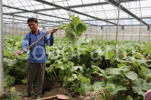 Cây Ngưu Bàng Tiếng Anh Là Gì? Khám Phá Tên Gọi Quốc Tế Của Burdock Root/Gobo (2025) 25 Hình ảnh cây ngưu bàng đã trưởng thành