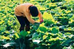 Lá cây ngưu bàng được cắt tỉa