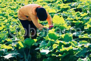 Hình Ảnh Cây Ngưu Bàng Từ Gốc Đến Ngọn: 7 Nhận Biết Chính Xác Qua Mô Tả Trực Quan 19 Lá cây ngưu bàng được cắt tỉa