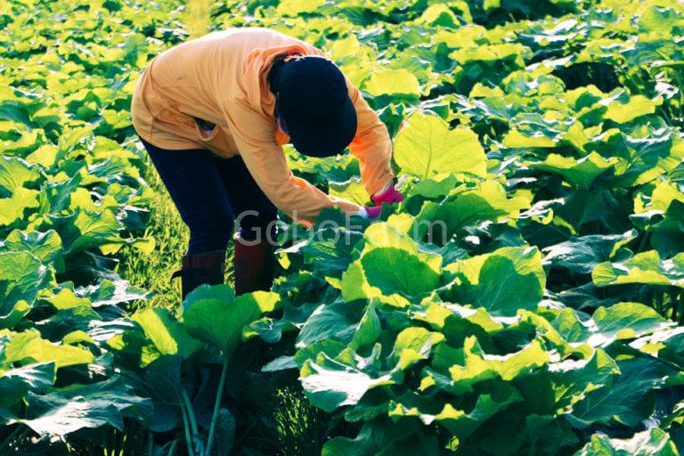 Hình Ảnh Cây Ngưu Bàng Từ Gốc Đến Ngọn: 7 Nhận Biết Chính Xác Qua Mô Tả Trực Quan 1 Lá cây ngưu bàng được cắt tỉa