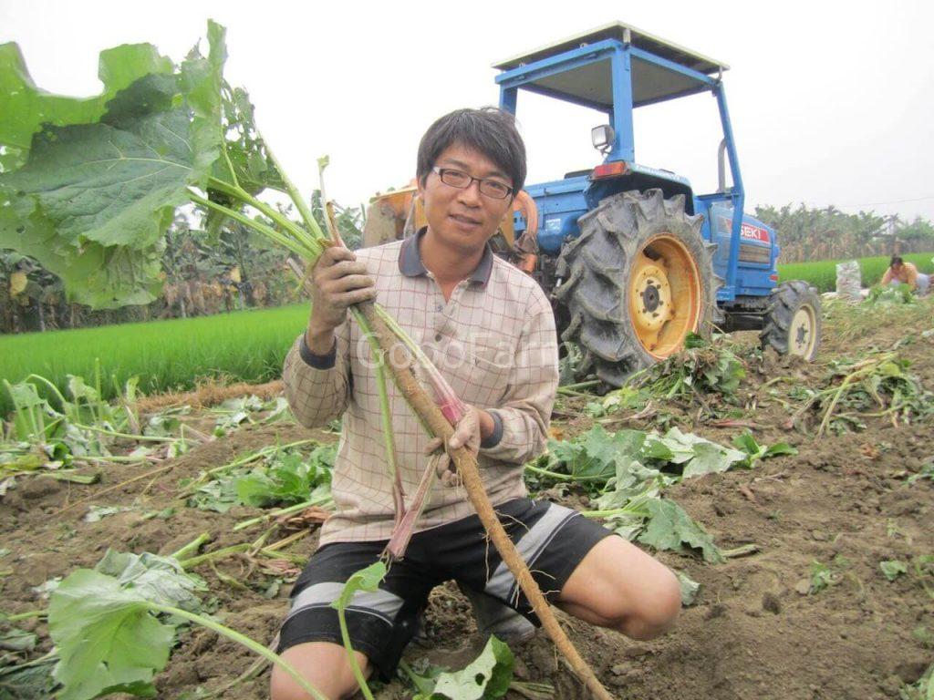 Củ ngưu bàng tươi thu hoạch nguyên vẹn và dài