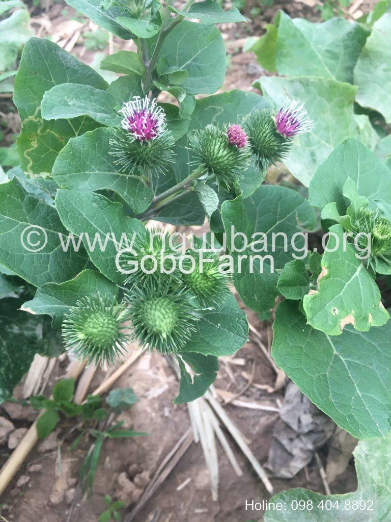 Ngưu Bàng Tử (Hạt Ngưu Bàng): Thần Dược Đông Y Với 7 Công Dụng Vàng 3 tac-dung-nguu-bang-tu-2