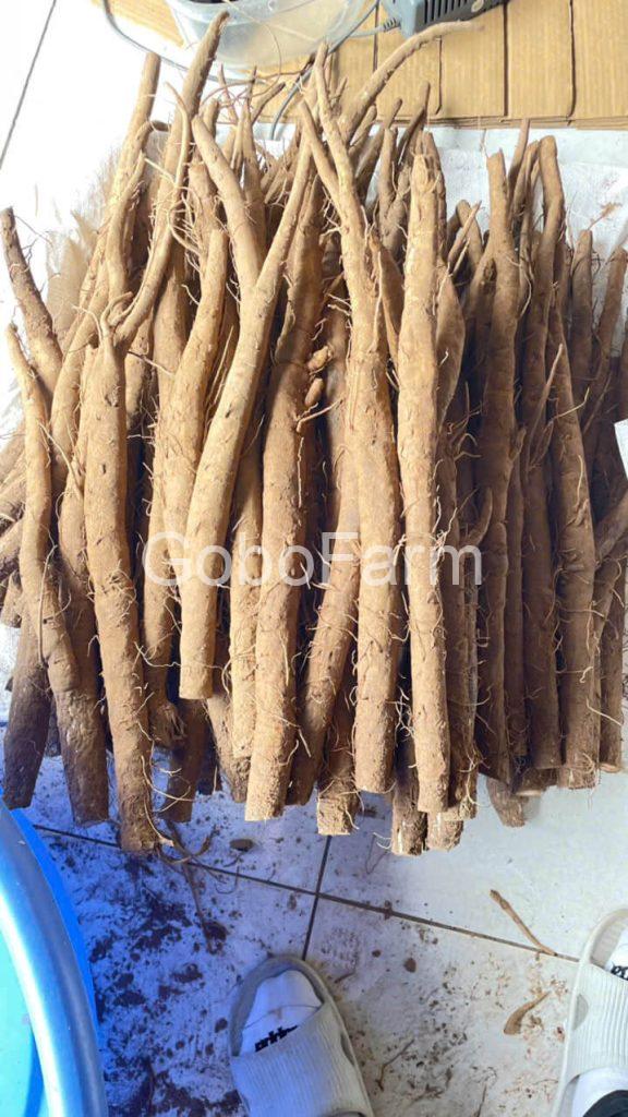 Ngưu Bàng Âm Hay Dương Theo Thực Dưỡng? Phân Tích Chi Tiết Và Cách Dùng Đúng 1 nguu-bang-am-hay-duong